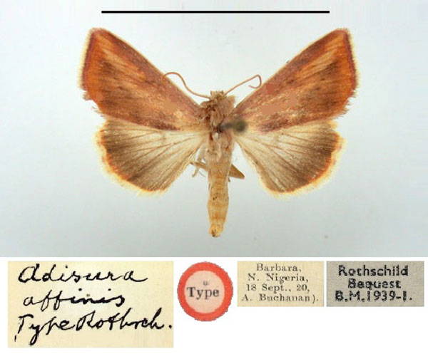 /filer/webapps/moths/media/images/A/affinis_Adisura_HT_BMNH.jpg