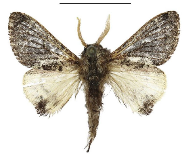 /filer/webapps/moths/media/images/A/affinis_Anadiasa_AM_ANHRT_01.jpg