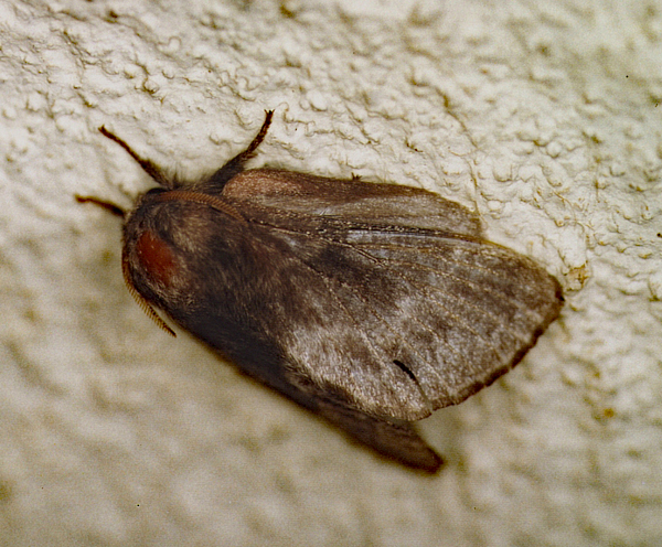 /filer/webapps/moths/media/images/A/affinis_Anadiasa_A_Roland_01.jpg