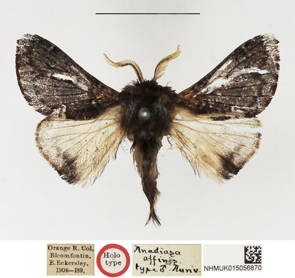 /filer/webapps/moths/media/images/A/affinis_Anadiasa_HT_NHMUK.jpg
