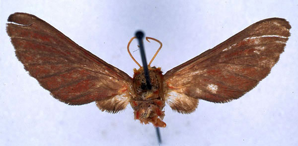 /filer/webapps/moths/media/images/A/affinis_Balacra_HT_BMNH_01.jpg