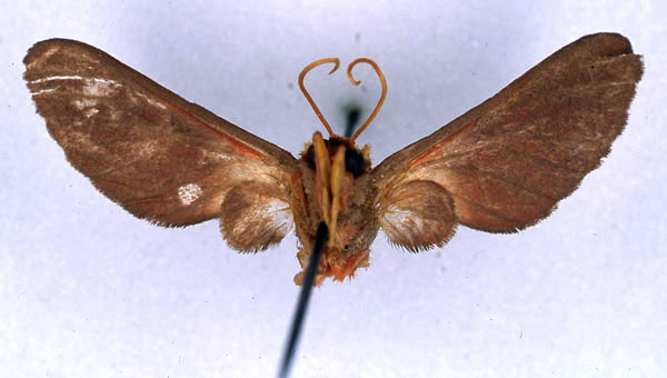 /filer/webapps/moths/media/images/A/affinis_Balacra_HT_BMNH_02.jpg