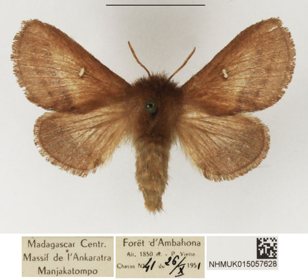 /filer/webapps/moths/media/images/A/affinis_Eupagopteryx_AF_NHMUK_01.jpg