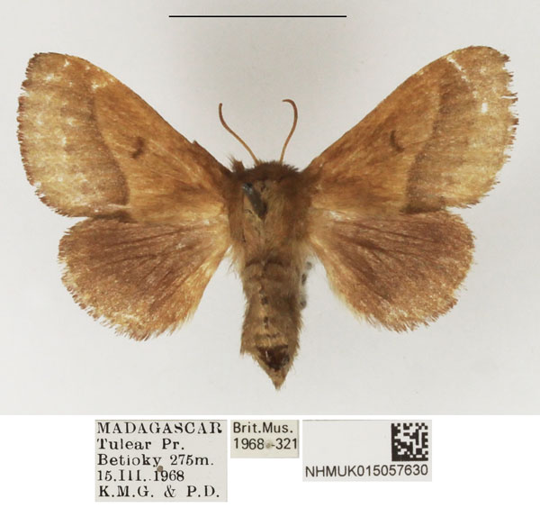 /filer/webapps/moths/media/images/A/affinis_Eupagopteryx_AF_NHMUK_02.jpg