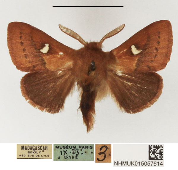 /filer/webapps/moths/media/images/A/affinis_Eupagopteryx_AM_NHMUK_01.jpg