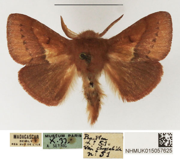 /filer/webapps/moths/media/images/A/affinis_Eupagopteryx_AM_NHMUK_02.jpg