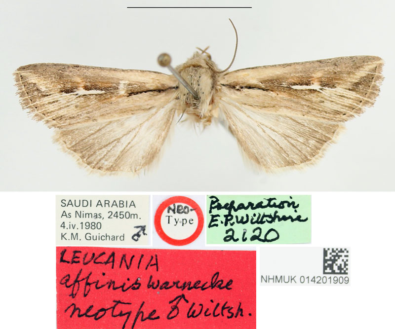 /filer/webapps/moths/media/images/A/affinis_Leucania_NT_BMNH.jpg