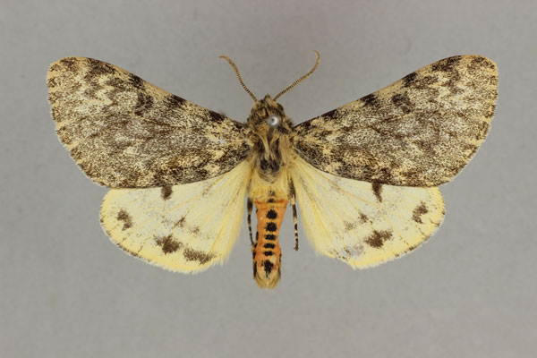 /filer/webapps/moths/media/images/A/affinis_Paramaenas_AM_BMNH.jpg