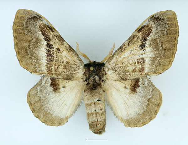 /filer/webapps/moths/media/images/A/affinis_Schausinna_AF_Basquin.jpg