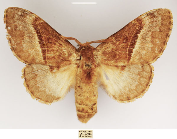 /filer/webapps/moths/media/images/A/affinis_Schausinna_AF_TMSA.jpg