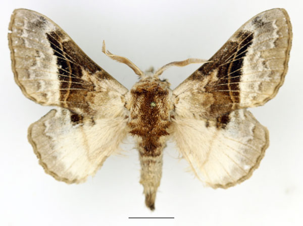 /filer/webapps/moths/media/images/A/affinis_Schausinna_AM_Basquin_01.jpg