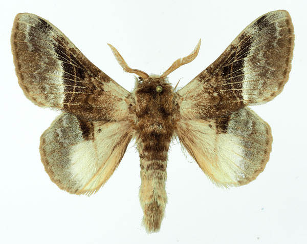 /filer/webapps/moths/media/images/A/affinis_Schausinna_AM_Basquin_03.jpg