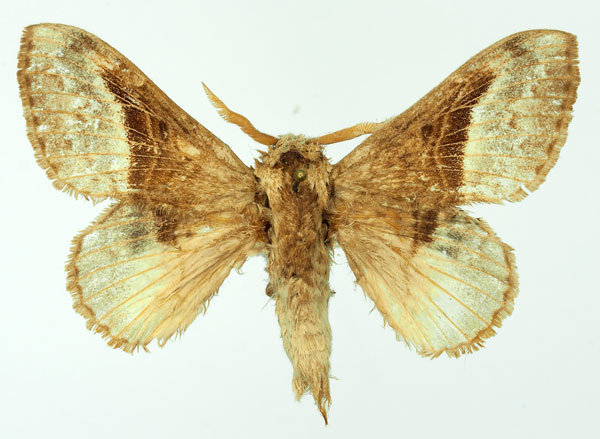 /filer/webapps/moths/media/images/A/affinis_Schausinna_AM_Basquin_04.jpg