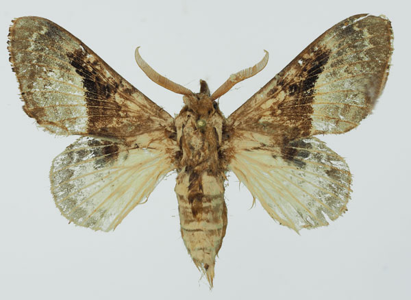 /filer/webapps/moths/media/images/A/affinis_Schausinna_AM_Basquin_06.jpg