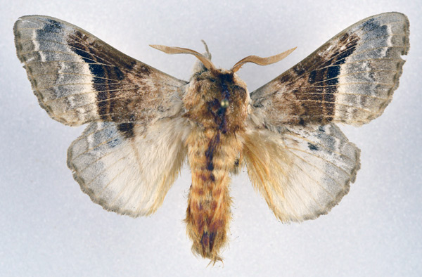 /filer/webapps/moths/media/images/A/affinis_Schausinna_AM_NHMO_02.jpg