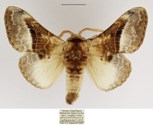 /filer/webapps/moths/media/images/A/affinis_Schausinna_AM_TMSA.jpg