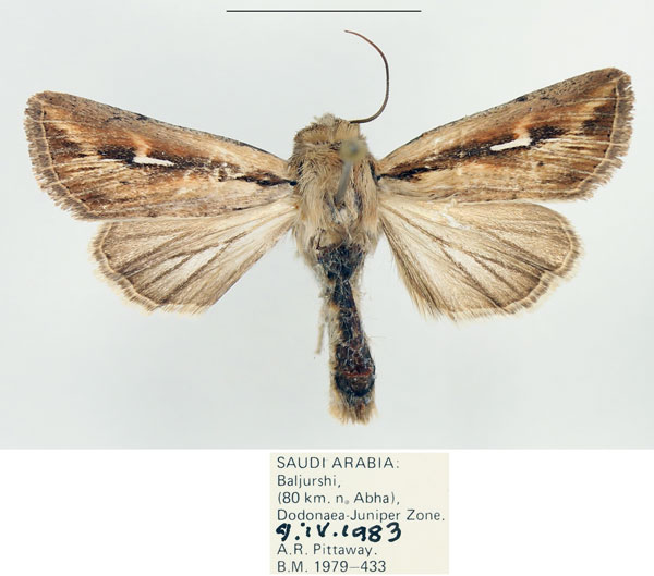 /filer/webapps/moths/media/images/A/affinis_Vietteania_AM_BMNH.jpg
