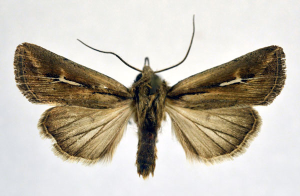 /filer/webapps/moths/media/images/A/affinis_Vietteania_A_NHMO.jpg