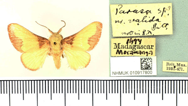 /filer/webapps/moths/media/images/A/affinis_Xymacodes_AM_BMNH.jpg