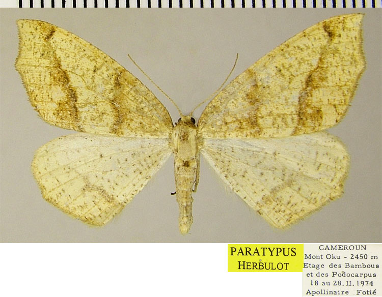/filer/webapps/moths/media/images/A/affirmata_Epigynopteryx_PTF_ZSM.jpg