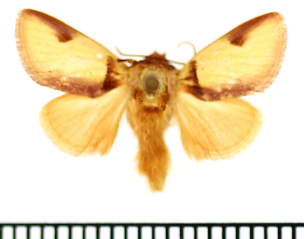 /filer/webapps/moths/media/images/A/afflata_Perola_A_BMNH_03.jpg