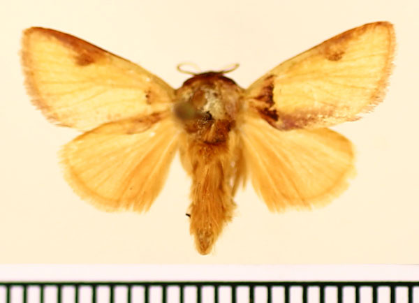 /filer/webapps/moths/media/images/A/afflata_Perola_A_BMNH_04.jpg
