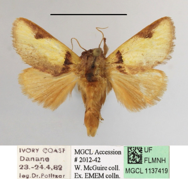 /filer/webapps/moths/media/images/A/afflata_Perola_A_MGCLa_01.JPG
