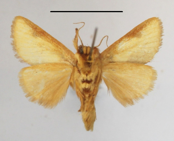 /filer/webapps/moths/media/images/A/afflata_Perola_A_MGCLb_01.JPG