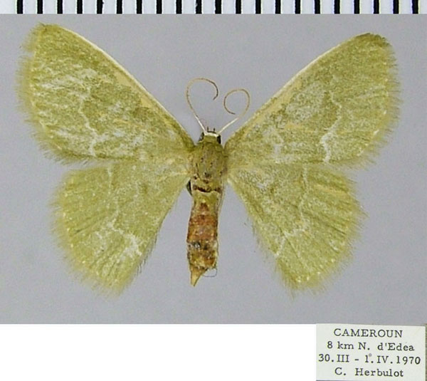 /filer/webapps/moths/media/images/A/afflictaria_Chlorissa_AF_ZSM.jpg