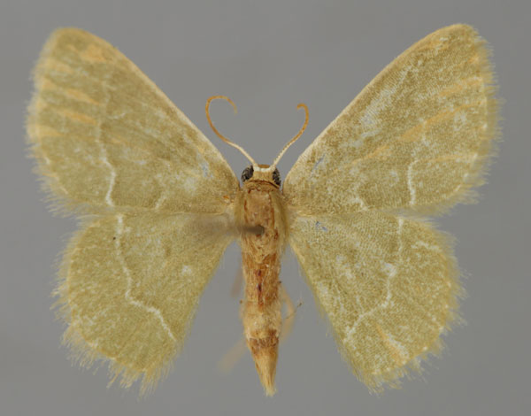 /filer/webapps/moths/media/images/A/afflictaria_Chlorissa_A_ZSM_01.jpg