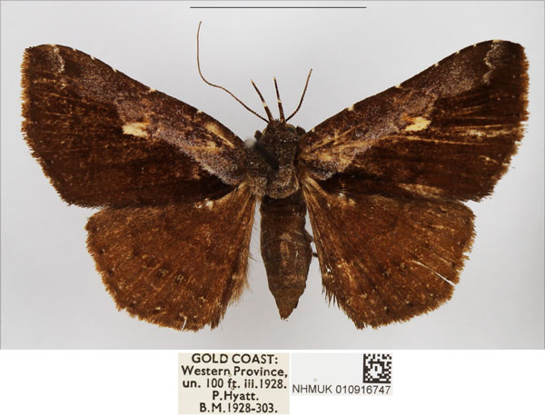 /filer/webapps/moths/media/images/A/affulgens_Lophoruza_AF_NHMUK.jpg