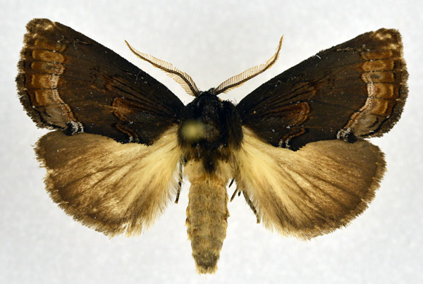 /filer/webapps/moths/media/images/A/afra_Eujansea_AM_NHMO.jpg