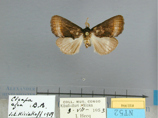 /filer/webapps/moths/media/images/A/afra_Eujansea_AM_RMCA.jpg