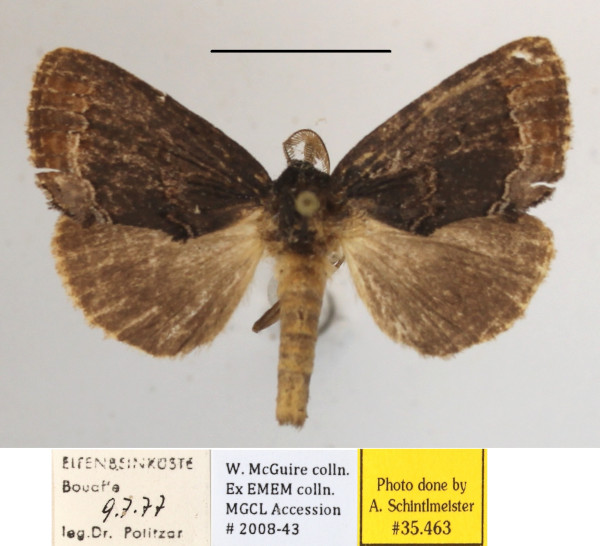 /filer/webapps/moths/media/images/A/afra_Eujansea_A_MGCLa_01.JPG
