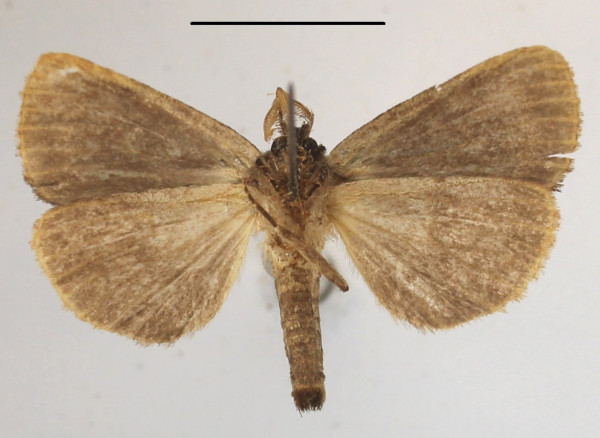 /filer/webapps/moths/media/images/A/afra_Eujansea_A_MGCLb_01.JPG