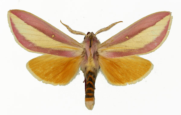 /filer/webapps/moths/media/images/A/afra_Leucophlebia_AM_Basquin_02.jpg