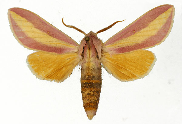 /filer/webapps/moths/media/images/A/afra_Leucophlebia_AM_Basquin_03.jpg