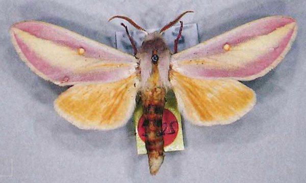 /filer/webapps/moths/media/images/A/afra_Leucophlebia_AM_MfN.jpg