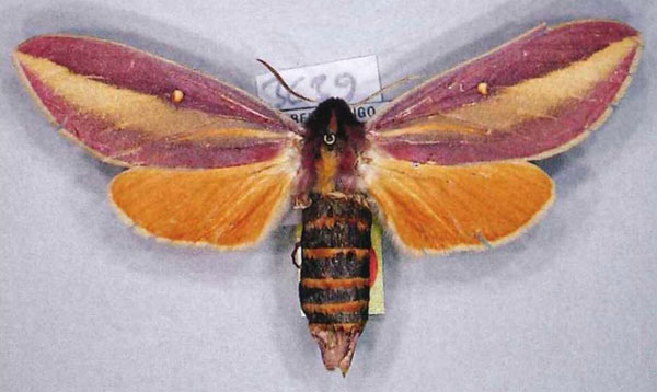 /filer/webapps/moths/media/images/A/afra_Leucophlebia_AM_ZSM.jpg
