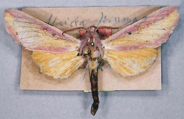 /filer/webapps/moths/media/images/A/afra_Leucophlebia_LT_MfN.jpg