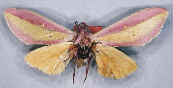 /filer/webapps/moths/media/images/A/afra_Leucophlebia_PLTM_MfN_01.jpg