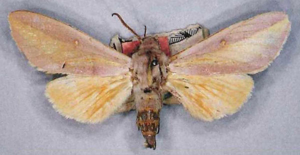 /filer/webapps/moths/media/images/A/afra_Leucophlebia_PLTM_MfN_02.jpg