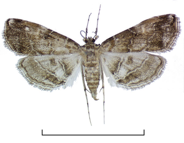 /filer/webapps/moths/media/images/A/africalis_Elophila_AF_Agassiz.jpg