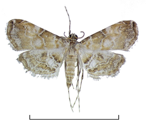 /filer/webapps/moths/media/images/A/africalis_Elophila_AM_Agassiz_01.jpg