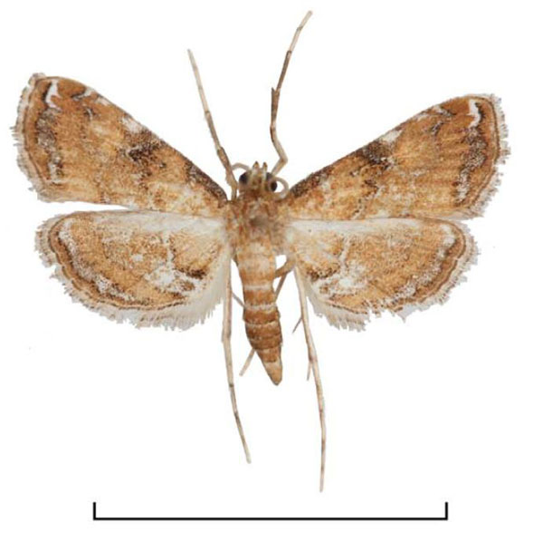 /filer/webapps/moths/media/images/A/africalis_Elophila_AM_Agassiz_02.jpg