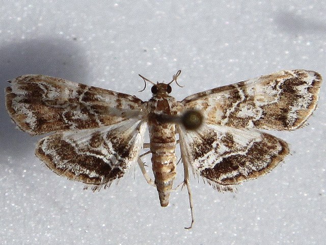 /filer/webapps/moths/media/images/A/africalis_Elophila_A_Goffa_01.jpg