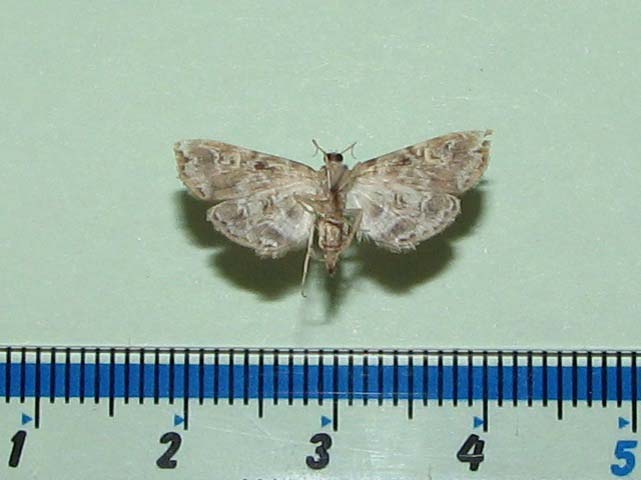 /filer/webapps/moths/media/images/A/africalis_Elophila_A_Goffb_01.jpg