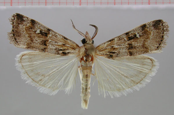 /filer/webapps/moths/media/images/A/africalis_Surattha_AM_ZMHB.jpg