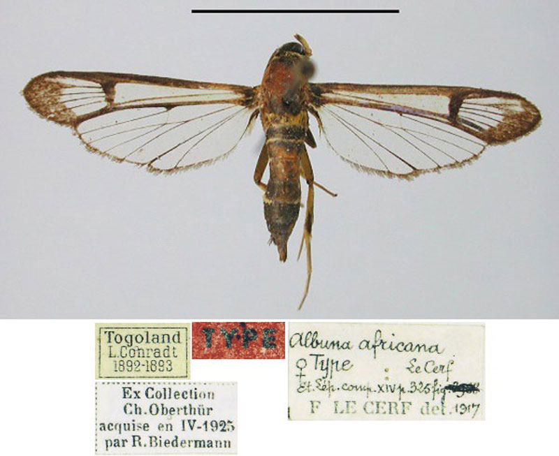 /filer/webapps/moths/media/images/A/africana_Albuna_HT_MNHNa.jpg