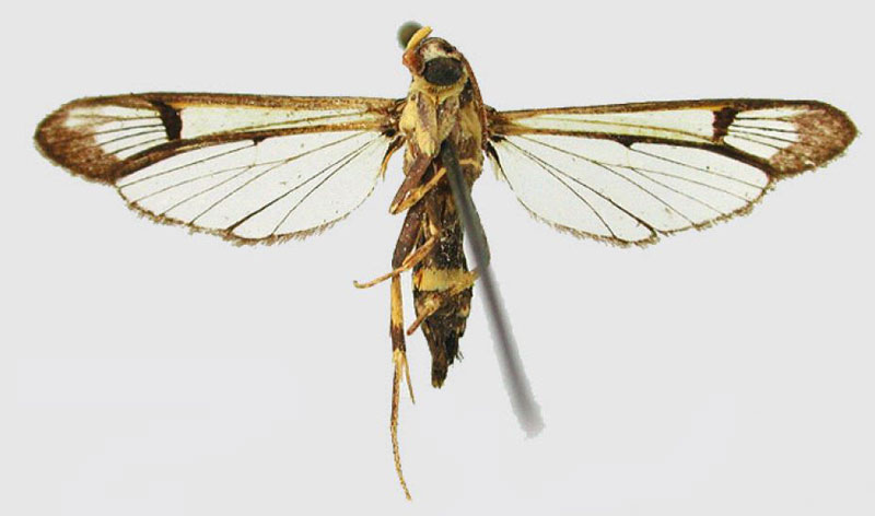 /filer/webapps/moths/media/images/A/africana_Albuna_HT_MNHNb.jpg